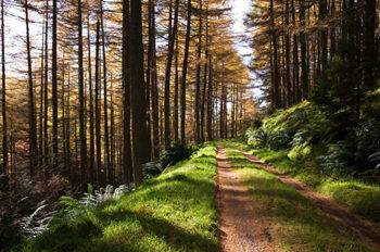 A narrow muddy road in a forest with tall trees