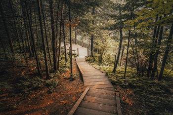 A beautiful shot of wooden stairs surrounded by trees  in a forest